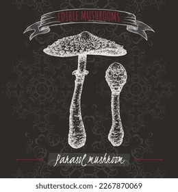 Macrolepiota procera aka parasol mushroom sketch on black background. Edible mushrooms series. Great for cooking, traditional medicine, gardening.