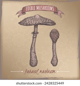 Macrolepiota procera aka parasol mushroom color sketch on vintage background. Edible mushrooms series. Great for cooking, traditional medicine, gardening.