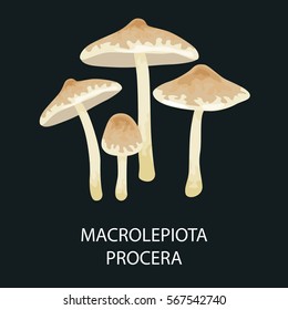 Macrolepiota procera isolated, Wild Foraged Mushroom, Vector  edible natural mushrooms in nature set, organic vegetable food collection