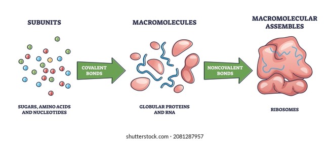 Macromolecules formation from subunits to ribosomes as macromolecular assembles outline diagram. Labeled educational amino acids and nucleotides covalent bonding to protein and RNA vector illustration