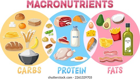 Macronutrients diagram with food ingredients illustration