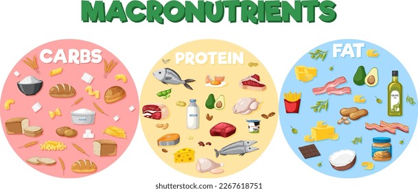 Macronutrients diagram with food ingredients illustration