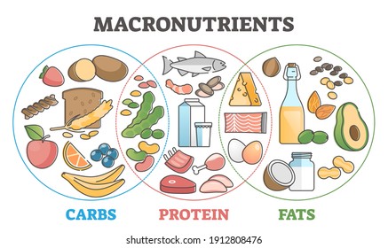 Macronutrients educational diet scheme with carbs, protein and fats outline concept. Food chart with product examples vector illustration. Dieting and healthy eating diagram with balanced ingredients.