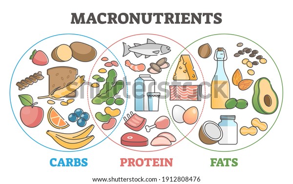 Macronutrients educational diet scheme with\
carbs, protein and fats outline concept. Food chart with product\
examples vector illustration. Dieting and healthy eating diagram\
with balanced\
ingredients.