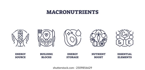 Macronutrientes como Elementos esenciales para el conjunto de colección de iconos de contorno corporal. Elementos etiquetados con fuente de energía alimentaria, bloques de construcción, almacenamiento de energía y Ilustración vectorial de impulso de nutrientes saludables.