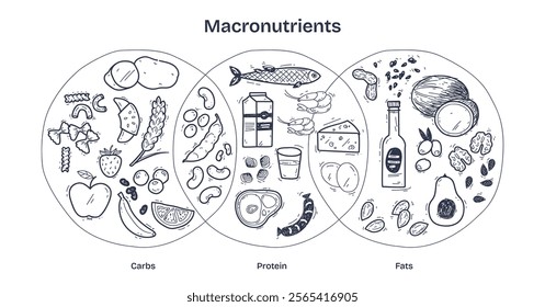 Macronutrients-Doodle-Diagram shows carbs, proteins, and fats with food icons like bread, fish, and avocado. Diagram