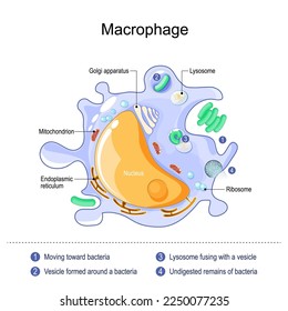 macrophage anatomy. structure of immune cell. Process phagocytosis of a bacterium with formation of phagosome and phagolysosome.  Vector poster