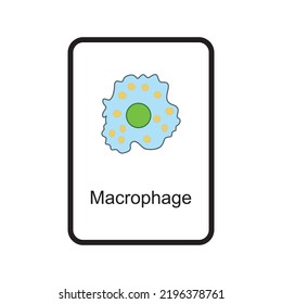 Macrophage Cellular Schematic Structure Vector Illustration, Eps10 Icon