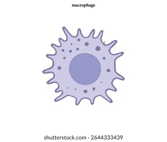 
Macrophage: Guardian of Immune System
