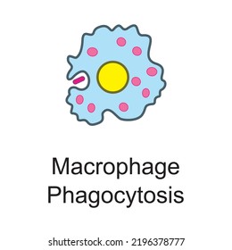 Macrophage - Phagocytosis Phase Cellular Schematic Structure Vector Illustration, Eps10 Icon