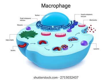 Macrófago. Fagocitose. Processo de absorção de macrófagos e morte de bactérias. Células fagocíticas. Sistema imunológico humano.