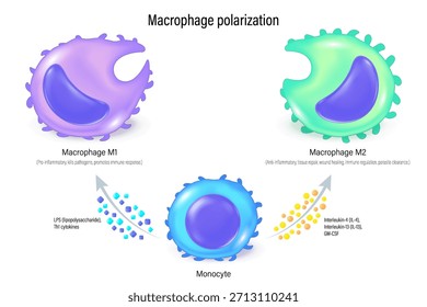 Polarización de macrófagos. Macrófago M1 y M2. El proceso de los macrófagos cambia su función y forma en respuesta a las señales de su entorno.