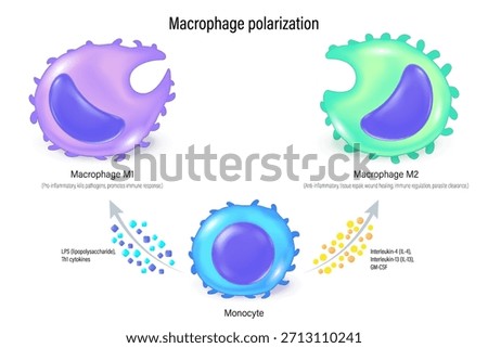 Macrophage polarization. Macrophage M1 and M2. Process of macrophages change their function and form in response to signals from their environment.