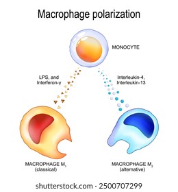 Macrophage polarization. From Monocyte to Alternative Macrophage m2 and Classical Macrophage m1. Chronic inflammation. Metabolic reprogramming. Pro-inflammatory and Anti-inflammatory response. Vector