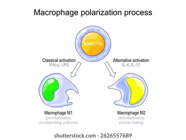 Verfahren zur Makrophagen-Polarisation. Funktionen der M1- und M2-Makrophagen. Immunantwort. Vektorgrafik. Medizinisches Poster. Schematische Darstellung