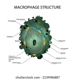 Macrophage Structure. Histiocyte Anatomy. Cell Of The Immune System.