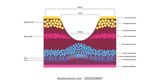 Macula fovea and foveola structure anatomy. Scheme of retina layer in the eye. Posterior portion of the eyeball. Photoreceptor, neuronal and glial cells, cones and rods diagram, vector illustration