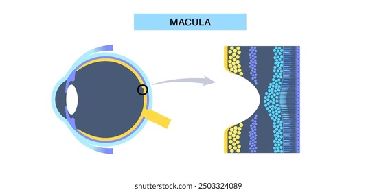 Macula fovea and foveola structure anatomy. Scheme of retina layer in the eye. Posterior portion of the eyeball. Photoreceptor, neuronal and glial cells, cones and rods diagram, vector illustration