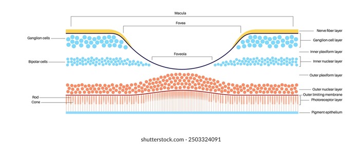 Macula fovea and foveola structure anatomy. Scheme of retina layer in the eye. Posterior portion of the eyeball. Photoreceptor, neuronal and glial cells, cones and rods diagram, vector illustration