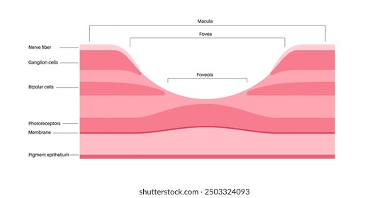 Macula fovea and foveola structure anatomy. Scheme of retina layer in the eye. Posterior portion of the eyeball. Photoreceptor, neuronal and glial cells, cones and rods diagram, vector illustration