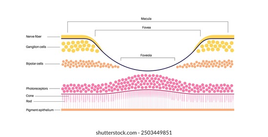 Macula fovea and foveola structure anatomy. Scheme of retina layer in the eye. Posterior portion of the eyeball. Photoreceptor, neuronal and glial cells, cones and rods diagram, vector illustration