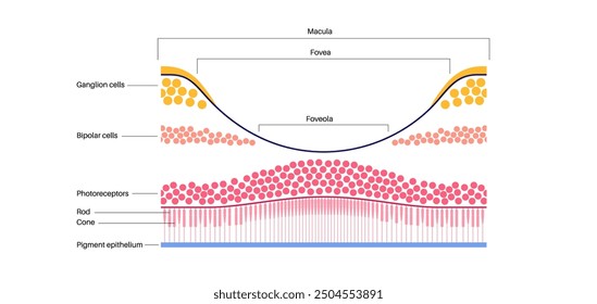 Macula fovea and foveola structure anatomy. Scheme of retina layer in the eye. Posterior portion of the eyeball. Photoreceptor, neuronal and glial cells, cones and rods diagram, vector illustration