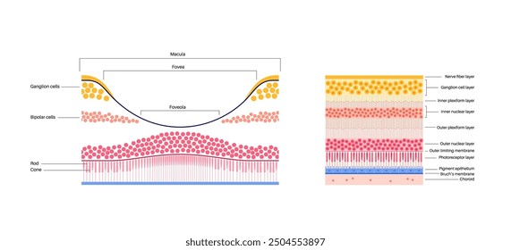 Macula fovea and foveola structure anatomy. Scheme of retina layer in the eye. Posterior portion of the eyeball. Photoreceptor, neuronal and glial cells, cones and rods diagram, vector illustration