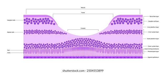 Macula fovea and foveola structure anatomy. Scheme of retina layer in the eye. Posterior portion of the eyeball. Photoreceptor, neuronal and glial cells, cones and rods diagram, vector illustration