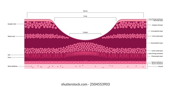 Macula fovea and foveola structure anatomy. Scheme of retina layer in the eye. Posterior portion of the eyeball. Photoreceptor, neuronal and glial cells, cones and rods diagram, vector illustration