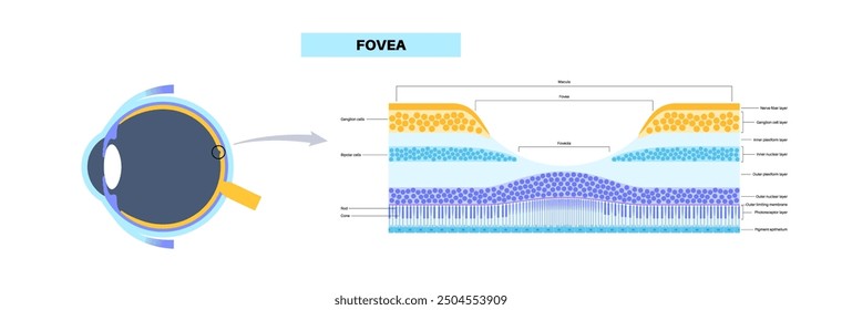 Macula fovea and foveola structure anatomy. Scheme of retina layer in the eye. Posterior portion of the eyeball. Photoreceptor, neuronal and glial cells, cones and rods diagram, vector illustration