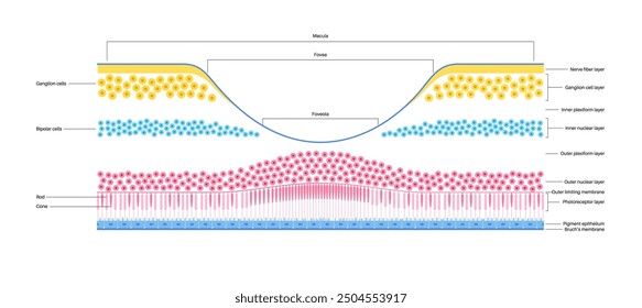 Macula fovea and foveola structure anatomy. Scheme of retina layer in the eye. Posterior portion of the eyeball. Photoreceptor, neuronal and glial cells, cones and rods diagram, vector illustration