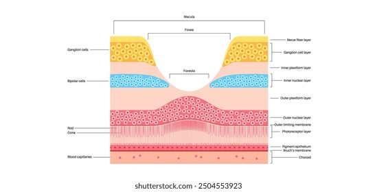 Macula fovea and foveola structure anatomy. Scheme of retina layer in the eye. Posterior portion of the eyeball. Photoreceptor, neuronal and glial cells, cones and rods diagram, vector illustration