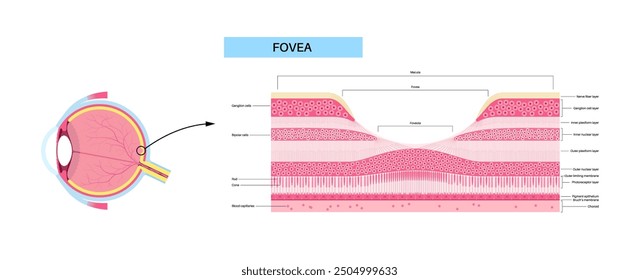 Macula fovea and foveola structure anatomy. Scheme of retina layer in the eye. Posterior portion of the eyeball. Photoreceptor, neuronal and glial cells, cones and rods diagram, vector illustration