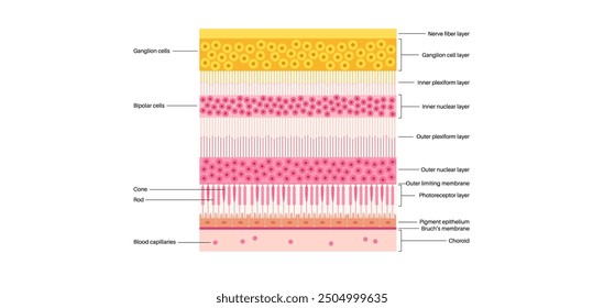 Macula fovea and foveola structure anatomy. Scheme of retina layer in the eye. Posterior portion of the eyeball. Photoreceptor, neuronal and glial cells, cones and rods diagram, vector illustration