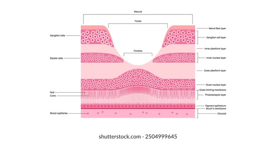 Macula fovea and foveola structure anatomy. Scheme of retina layer in the eye. Posterior portion of the eyeball. Photoreceptor, neuronal and glial cells, cones and rods diagram, vector illustration