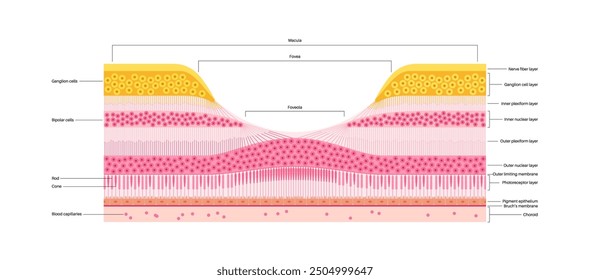 Macula fovea and foveola structure anatomy. Scheme of retina layer in the eye. Posterior portion of the eyeball. Photoreceptor, neuronal and glial cells, cones and rods diagram, vector illustration