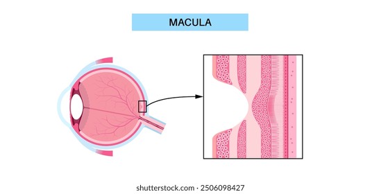 Macula fovea and foveola structure anatomy. Scheme of retina layer in the eye. Posterior portion of the eyeball. Photoreceptor, neuronal and glial cells, cones and rods diagram, vector illustration