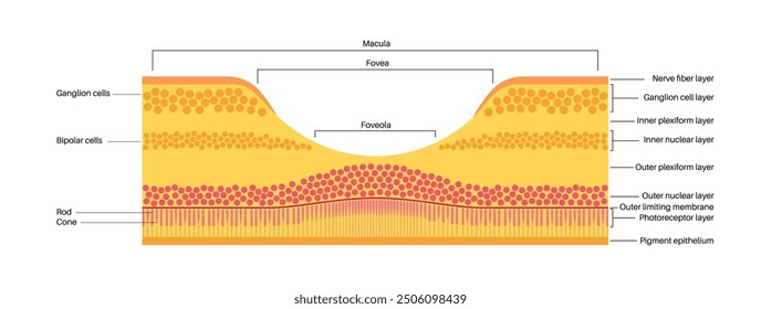 Macula fovea and foveola structure anatomy. Scheme of retina layer in the eye. Posterior portion of the eyeball. Photoreceptor, neuronal and glial cells, cones and rods diagram, vector illustration