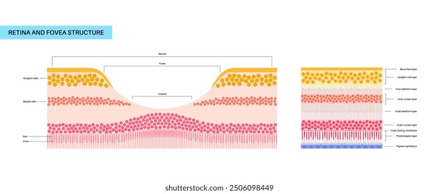 Macula fovea and foveola structure anatomy. Scheme of retina layer in the eye. Posterior portion of the eyeball. Photoreceptor, neuronal and glial cells, cones and rods diagram, vector illustration