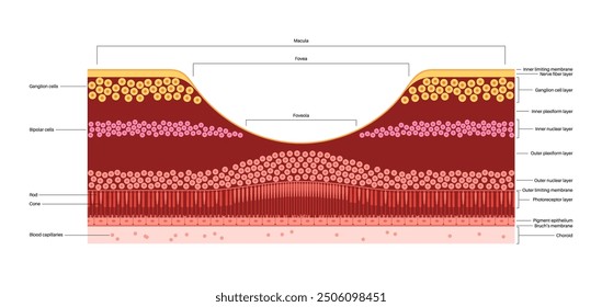 Macula fovea and foveola structure anatomy. Scheme of retina layer in the eye. Posterior portion of the eyeball. Photoreceptor, neuronal and glial cells, cones and rods diagram, vector illustration