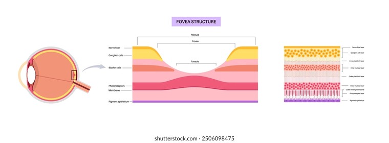 Macula fovea and foveola structure anatomy. Scheme of retina layer in the eye. Posterior portion of the eyeball. Photoreceptor, neuronal and glial cells, cones and rods diagram, vector illustration