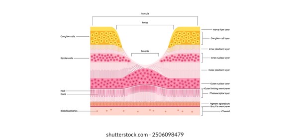 Macula fovea and foveola structure anatomy. Scheme of retina layer in the eye. Posterior portion of the eyeball. Photoreceptor, neuronal and glial cells, cones and rods diagram, vector illustration