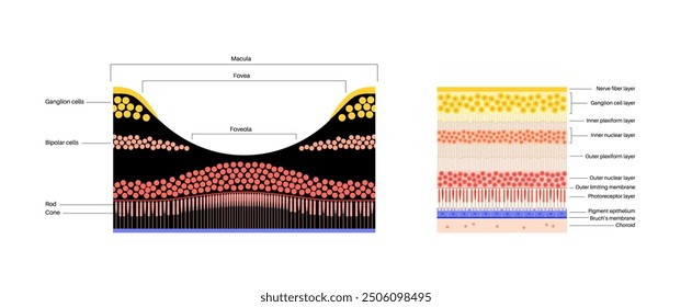 Macula fovea and foveola structure anatomy. Scheme of retina layer in the eye. Posterior portion of the eyeball. Photoreceptor, neuronal and glial cells, cones and rods diagram, vector illustration