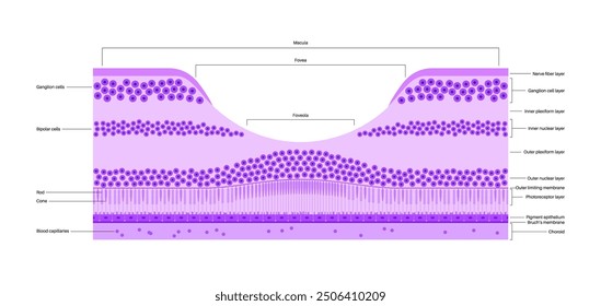 Macula fovea and foveola structure anatomy. Scheme of retina layer in the eye. Posterior portion of the eyeball. Photoreceptor, neuronal and glial cells, cones and rods diagram, vector illustration