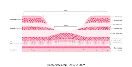 Macula fovea and foveola structure anatomy. Scheme of retina layer in the eye. Posterior portion of the eyeball. Photoreceptor, neuronal and glial cells, cones and rods diagram, vector illustration