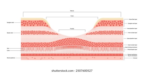 Macula fovea and foveola structure anatomy. Scheme of retina layer in the eye. Posterior portion of the eyeball. Photoreceptor, neuronal and glial cells, cones and rods diagram, vector illustration