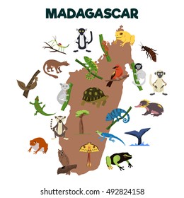 Madagascar Animal. Various Animal From Madagascar Island