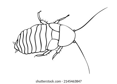 Madagascar cockroach, macro of insects. Pest control. Vector outline illustration in cartoon doodle style, isolated