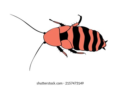 Madagascar cockroach, macro of insects. Pest control. Vector outline illustration in cartoon doodle style, isolated