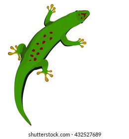 Madagascar day gecko vector illustration. Green  tropical lizard on white background.